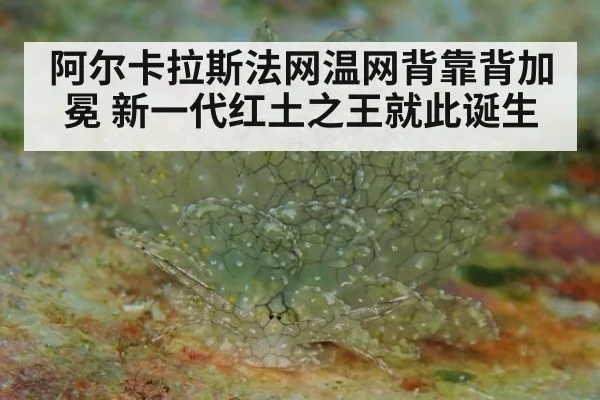 阿尔卡拉斯法网温网背靠背加冕 新一代红土之王就此诞生